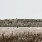 Parco Regionale “Saline e stagni di Punta della Contessa” - Brindisi