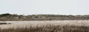 Parco Regionale “Saline e stagni di Punta della Contessa” - Brindisi