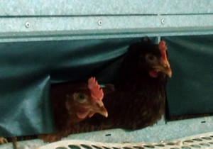 Galline che covano