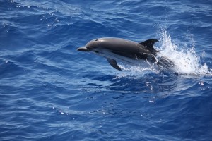 DELFINO