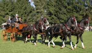 attacchi cavalli carri