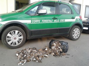 tortore-cfs