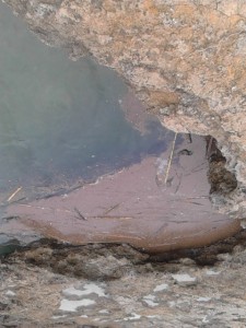 schiuma conca (2)