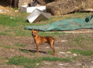 animali maltrattati (3)