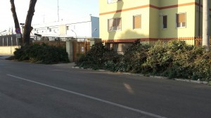 scarti di potatura (1)