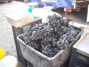 SEQUESTRO COZZE NERE 270615 (2)