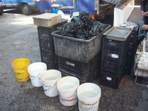 SEQUESTRO COZZE NERE 270615 (3)