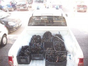 SEQUESTRO COZZE NERE 270615 (4)
