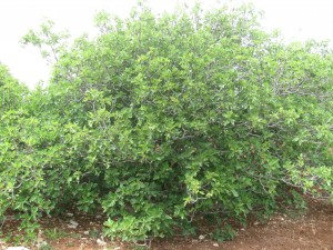 caprifico