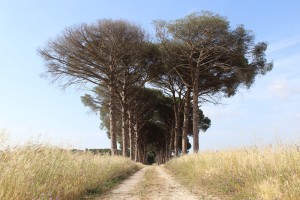 Terzo classificato - Il cuore della terra - Pierangela Passitore