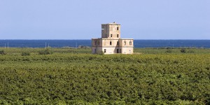 Tenuta Agricola di Jaddico con il mare