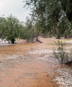 alberi-maltempo