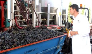 cantine-aperte-due-palme