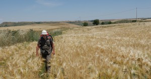 rumiz campo di grano 2