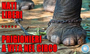 AIDAA ANIMALI