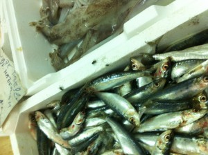 PESCHERIA MESAGNE (1)