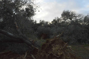 albero eradicato 2