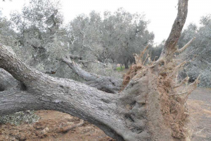 albero eradicato 3