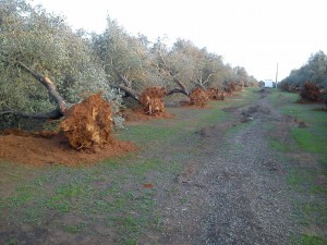 xylella torchiarolo (1)