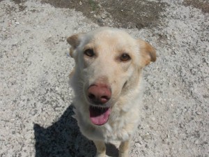 cane canile brindisi