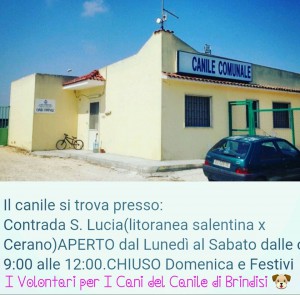 canile comunale brindisi