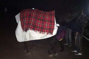 cavallo-incidente-180316