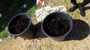 RICCI DI MARE (1)