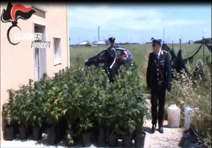 Tuturano - Marijuana 03