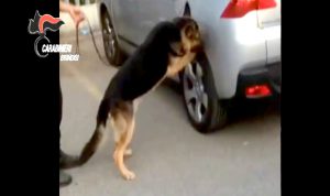 cane-droga