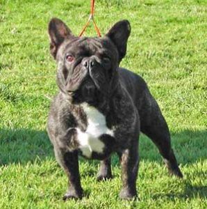 BULLDOG (1)