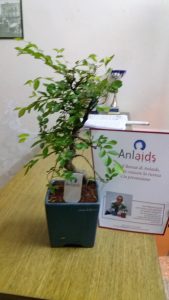 bonsai-aid-aids-2016-2