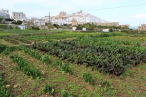 brindisi-ostuni-i-giardini-della-grata_3
