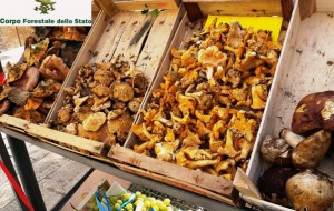 Vendita illegale di funghi: sequestri e sanzioni