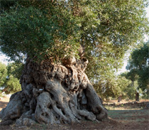 Millenari di Puglia: sabato cicloescursione da Costa Merlata a Torre Pozzelle