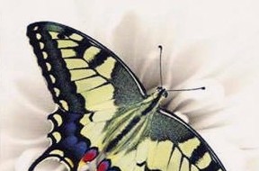 Si presenta “Le Farfalle di Corfù”