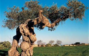 La Cia organizza incontro sulle novità in materia di censimento degli alberi di ulivo secolari
