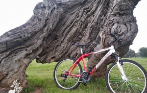 Millenari di Puglia: cicloescursione Masseria Lamasanta e visita a Torre Pozzelle