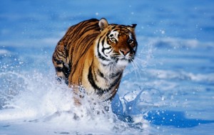 La vera storia della tigre brindisina. Di Alfieri Carbone