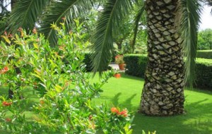 Ruba due alberi di palma dalla villa confiscatagli: arrestato