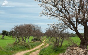 Millenari di Puglia: trekking tra ulivi e mandorli in fiore e in bici sulla costa