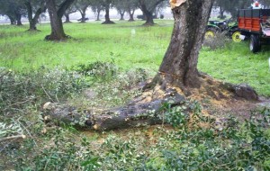 Tagliavano ulivi secolari per recuperare la legna: quattro arresti a San Donaci