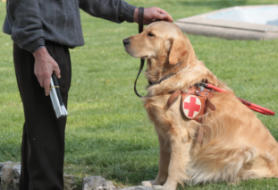 Un amico per la vi(s)ta: iniziativa per donare cani-guida ai non-vedenti