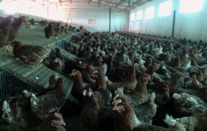 Investire sul territorio: Azienda Agricola Avicola Brindisina