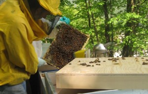 A Mesagne al via il 3° corso base di Apicoltura
