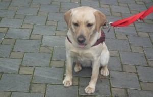 Al via campagna di sterilizzazione e microchippatura gratuita dei cani