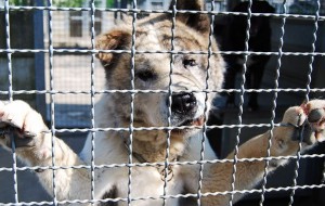 Continua la Campagna Adozione dei cani ospitati dal Canile Comunale di Brindisi