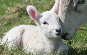 Lepa: Sabato 12 Aprile si presenta la campagna “Salviamo un agnello”