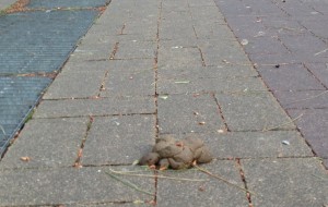 La Polizia Locale stringe le maglie dei controlli sui possessori di animali domestici