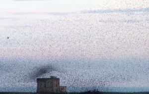 Domenica a Torre Guaceto “Aspettando il vento” e la Festa delle Oasi Wwf 2014
