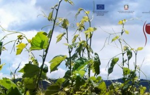 Negroamaro Short Movie Contest: ultime settimane per votare